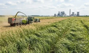 Industry Segment Biomass Energy