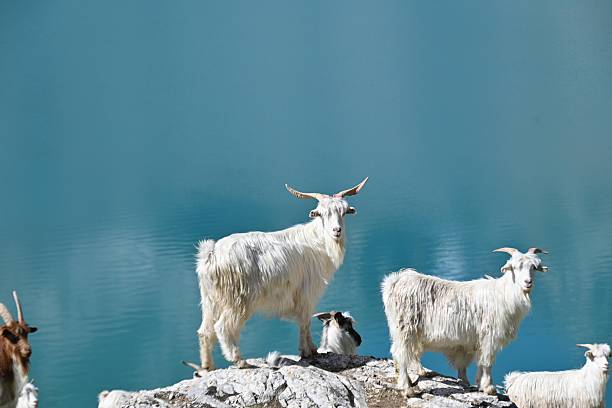 Goat Farms